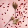 أغصان اقحوان طويل