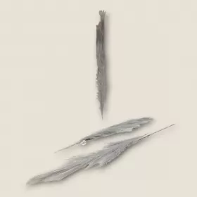 أغصان ريش طويلة