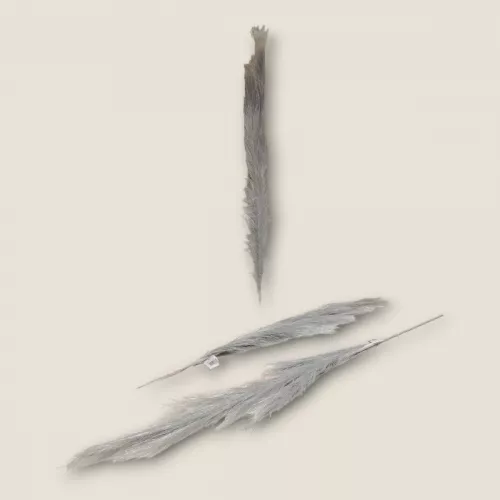 أغصان ريش طويلة