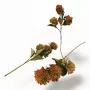أغصان وردة القرنفل