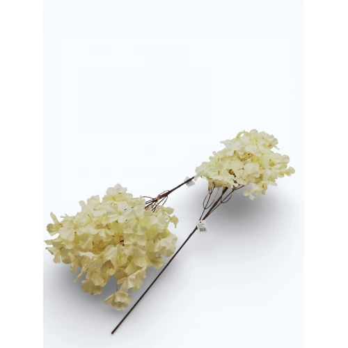 اغصان هيدرنجا