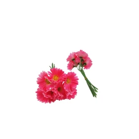 ورد جلبيرا 7 فروع 