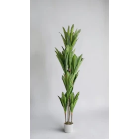 شجر دراسينا