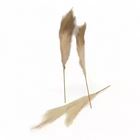 ريش طويل