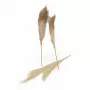 ريش طويل
